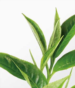 茶樹純露