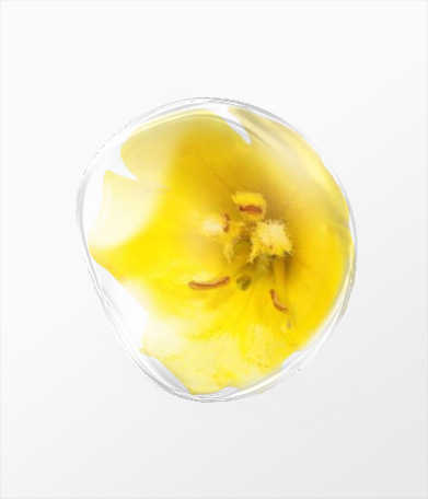 毛蕊花