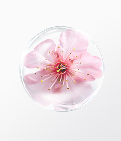 櫻花