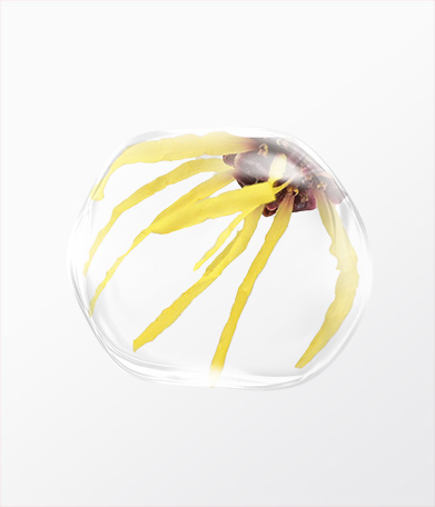 金縷梅