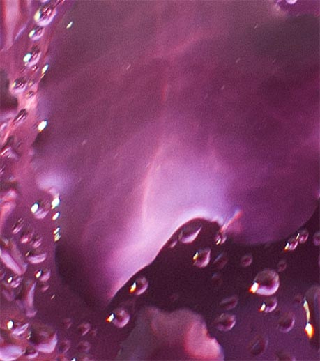 RHODYSSEY