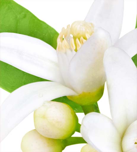 橙花